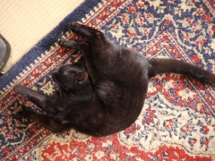 ねこたつまき