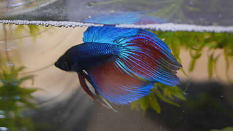 bettafish