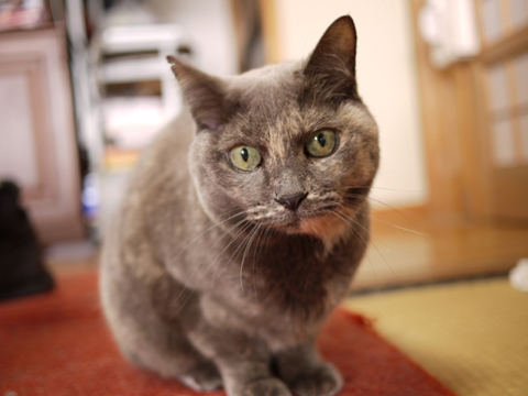 えも子2013