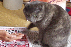 お手えもくん