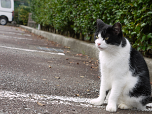 野良猫