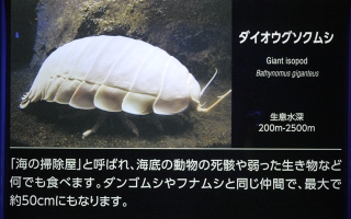 ダイオウグソクムシ