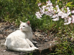 のらねこ