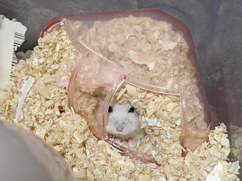 hamster