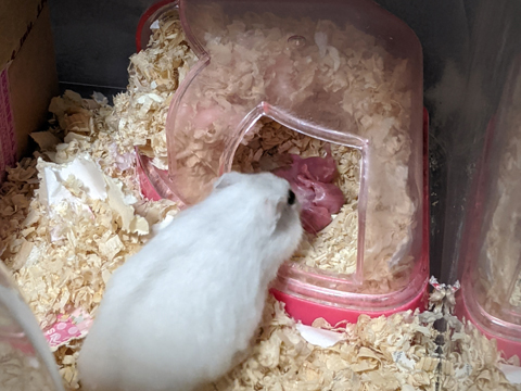 hamster