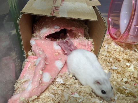 hamster