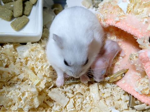 hamster