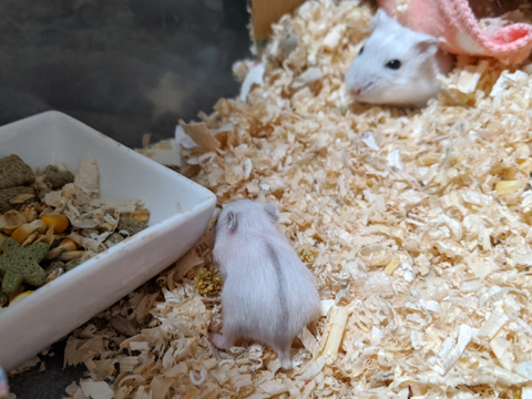 hamster