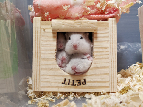 hamster