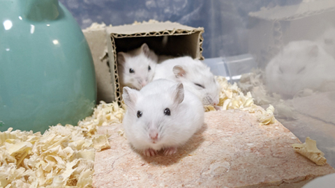 hamster