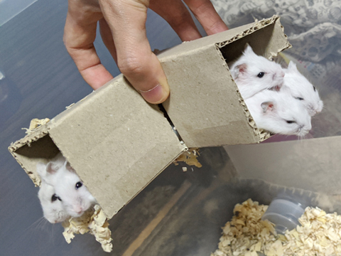 hamster