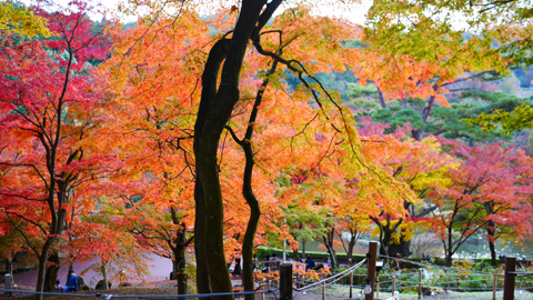 KOUYOU