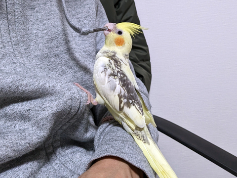 ピピチャン
