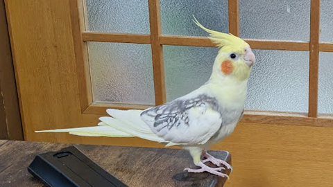 ピピチャン