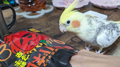 Pipi&Habanero