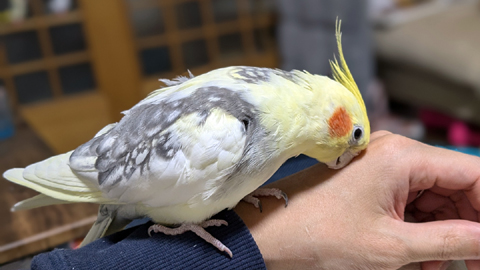 ピピチャン