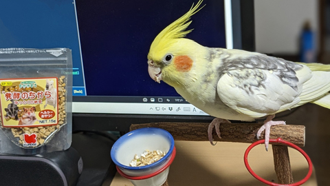 pipi