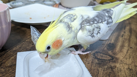 pipi