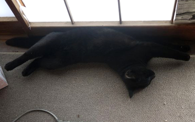 ねこたつまき