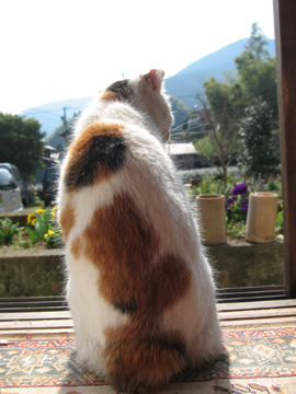 最後の写真