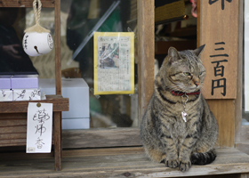 ネコネコカワイイ