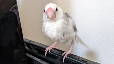 白文鳥