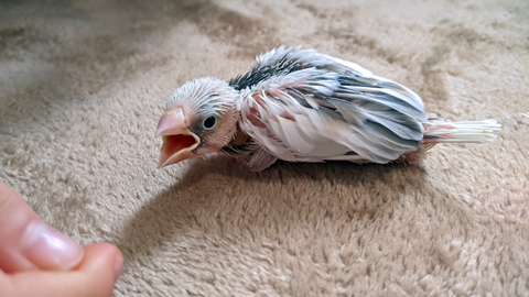 ヒナ