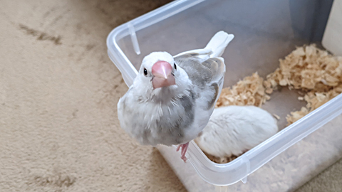 うめとモロッコ