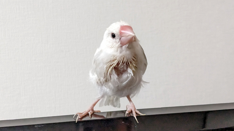 ウメチャン