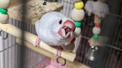 ウメチャン