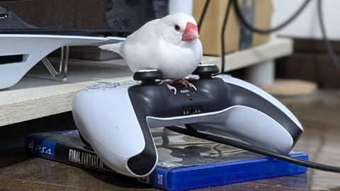 ウメチャン