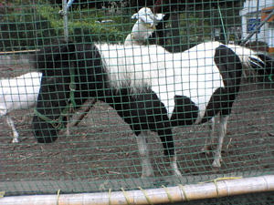 牛馬